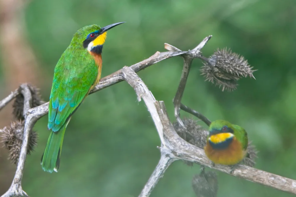 Hochland-Schwalbe (Merops oreobates)