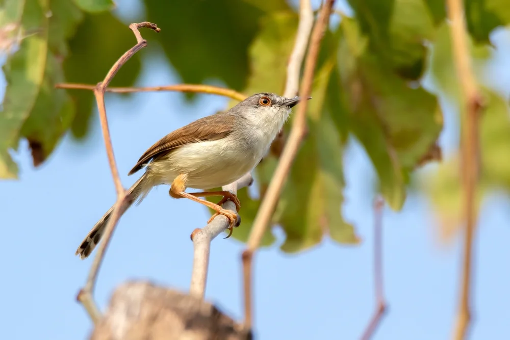 Hodgsons Grasmückenrohrsänger (Prinia hodgsonii)