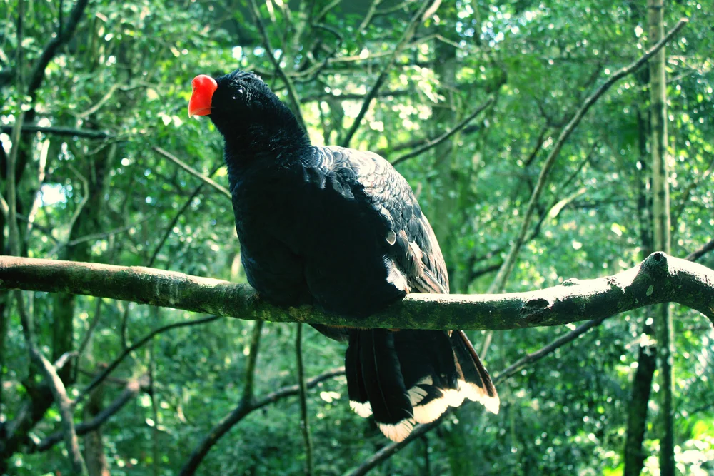 Höckerhokko (Mitu tuberosum)