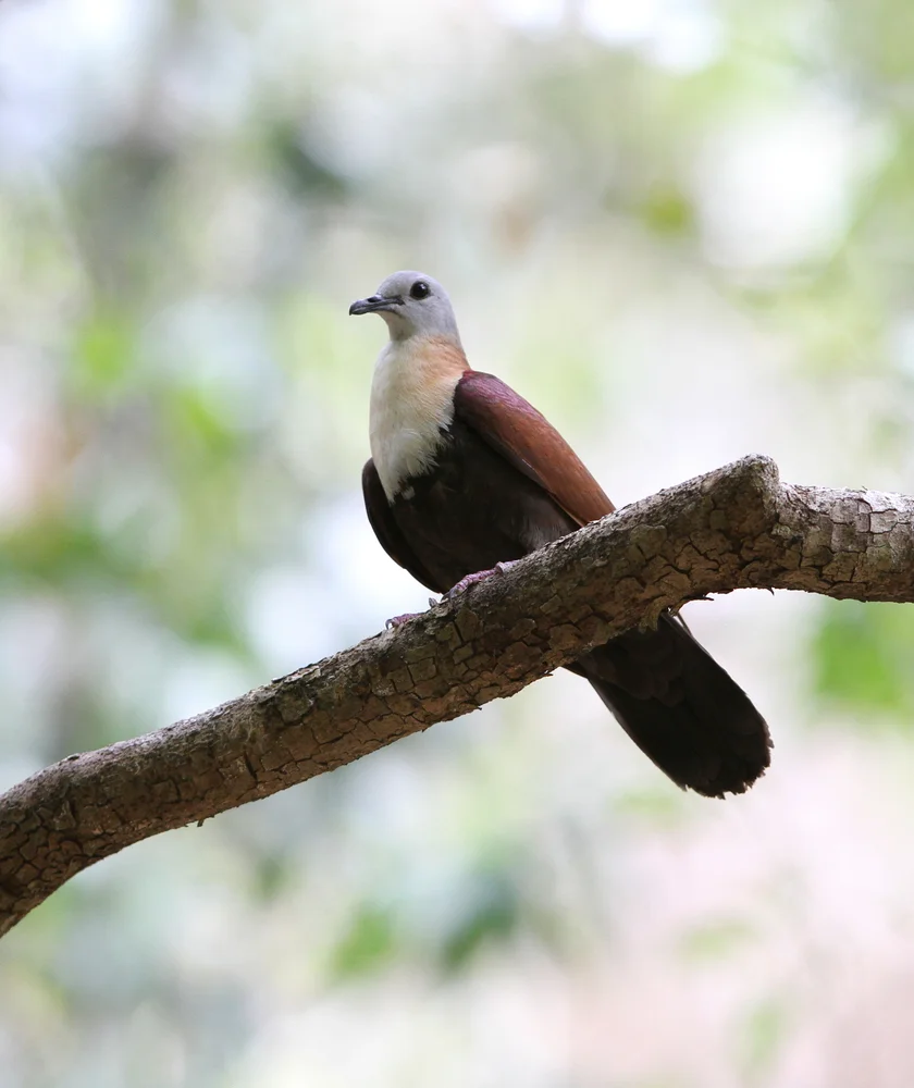 Hoedts Fruchttaube (Gallicolumba hoedtii)