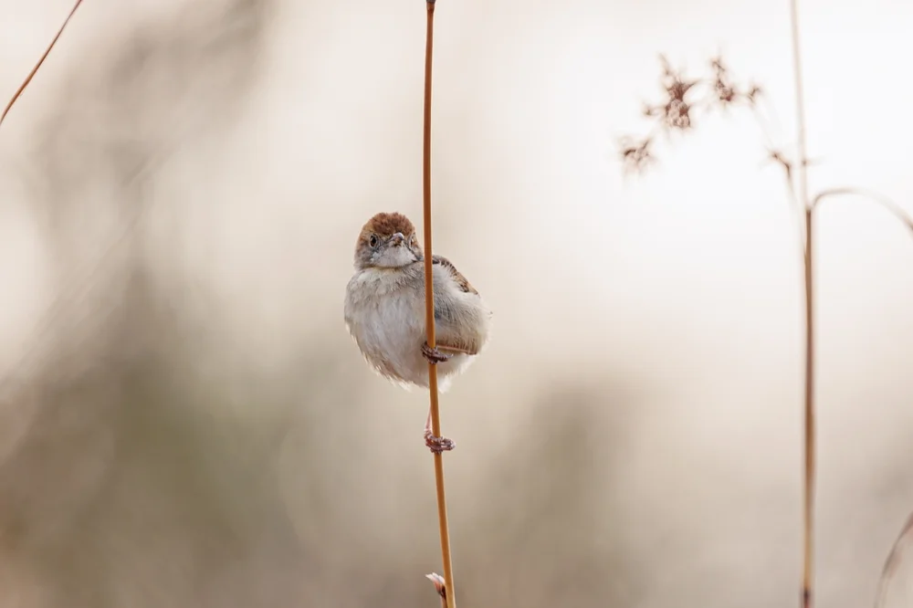 Höhlen-Cistensänger (Cisticola troglodytes)