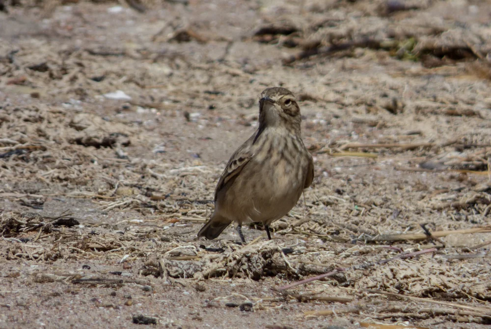 Höhlen-Erdhacker (Geositta cunicularia)