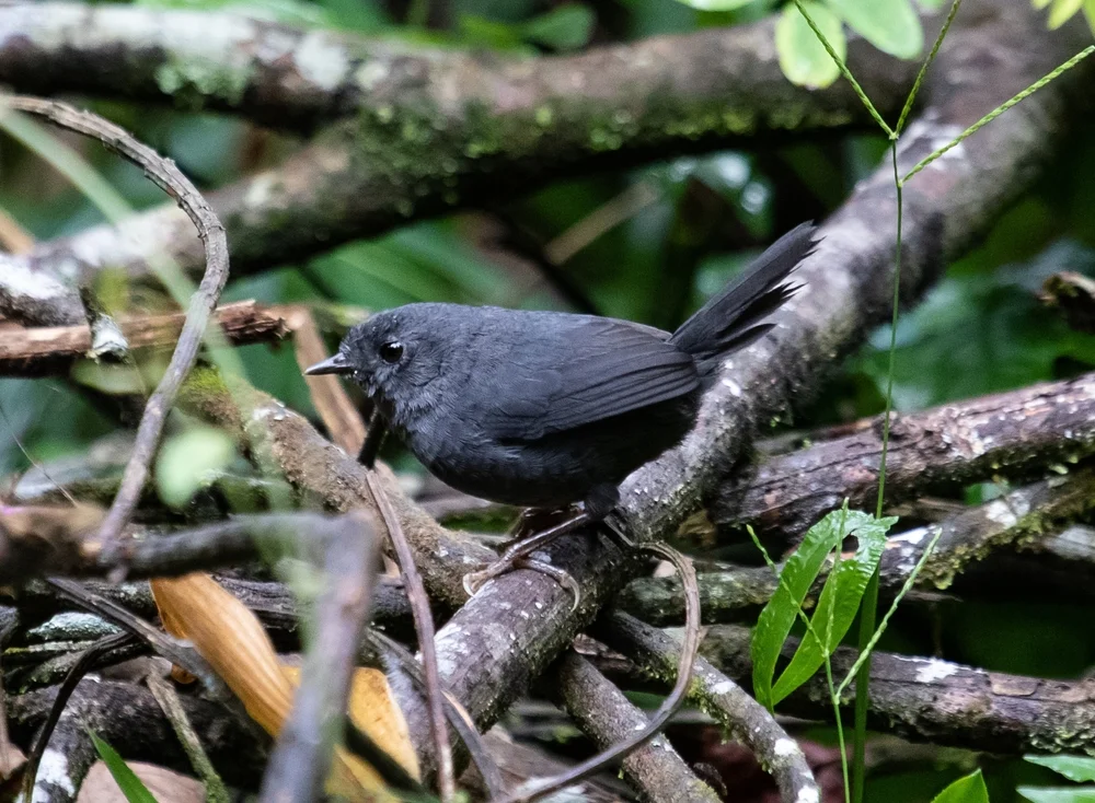 Höhlen-Tapaculo (Scytalopus spillmanni)