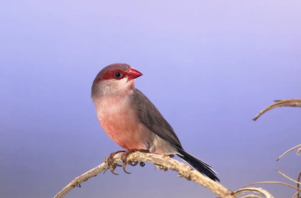 Höhlenastrild (Estrilda troglodytes)