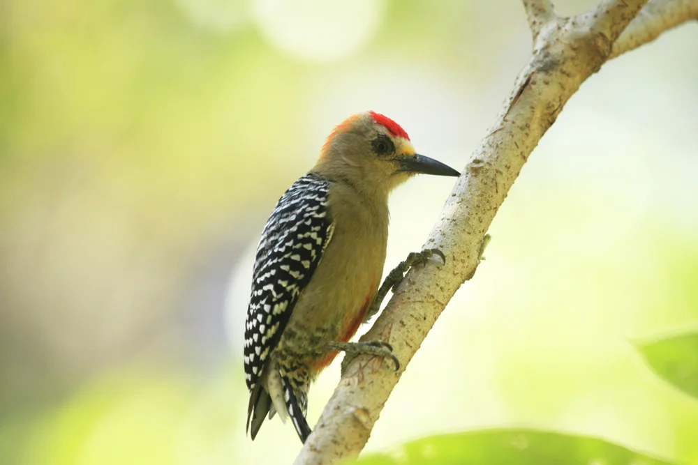 Hoffmann-Specht (Melanerpes hoffmannii)