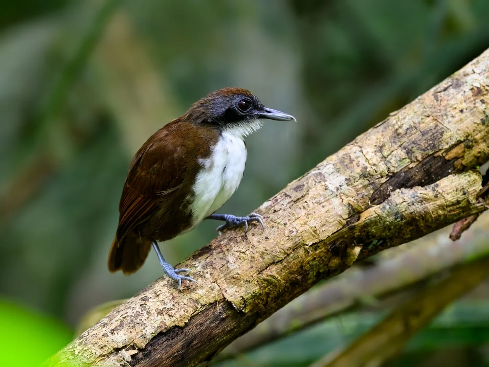 Hoffmanns Schmuckvogel (Rhegmatorhina hoffmannsi)