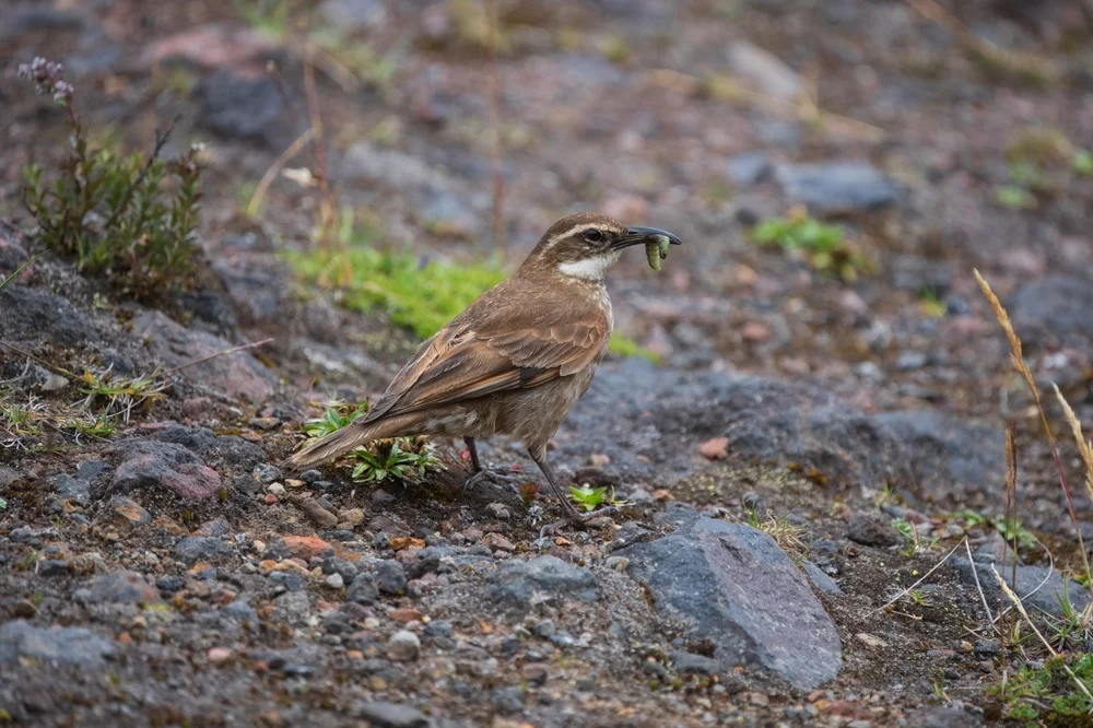 Hoher Uferwipper (Cinclodes excelsior)