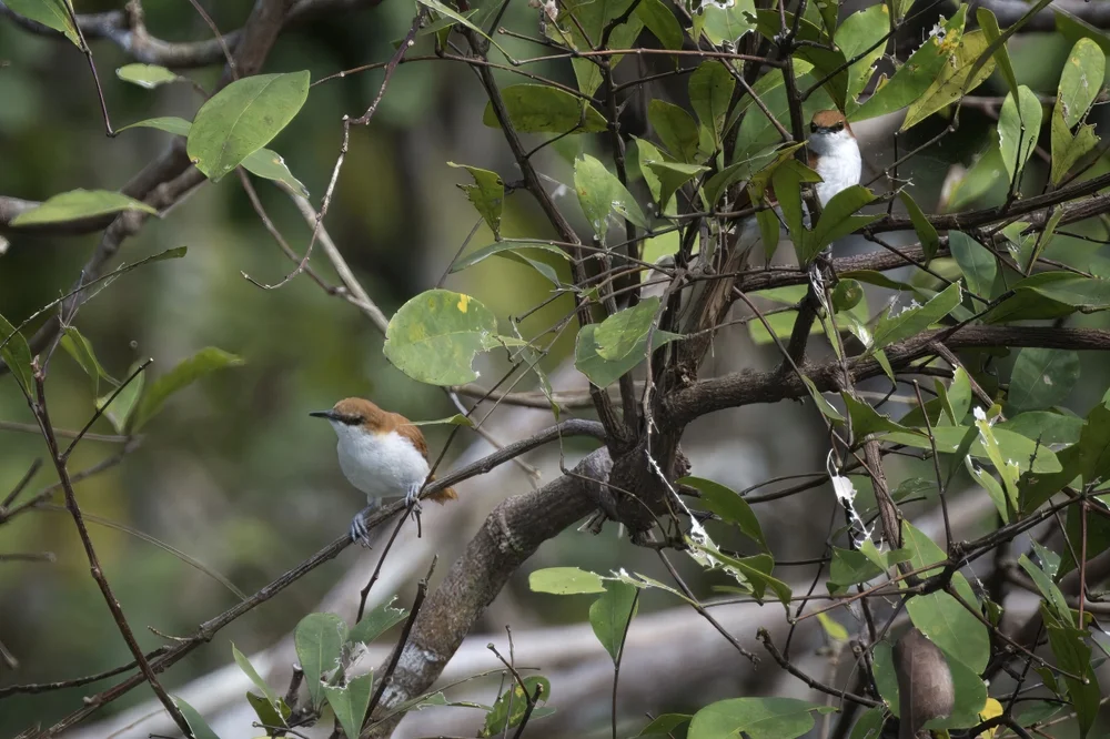 Honigbaumsteiger (Certhiaxis mustelinus)