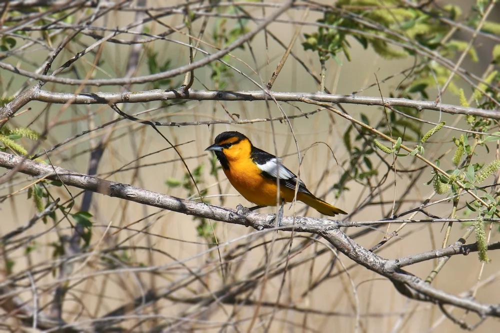 Honigtroupial (Icterus abeillei)