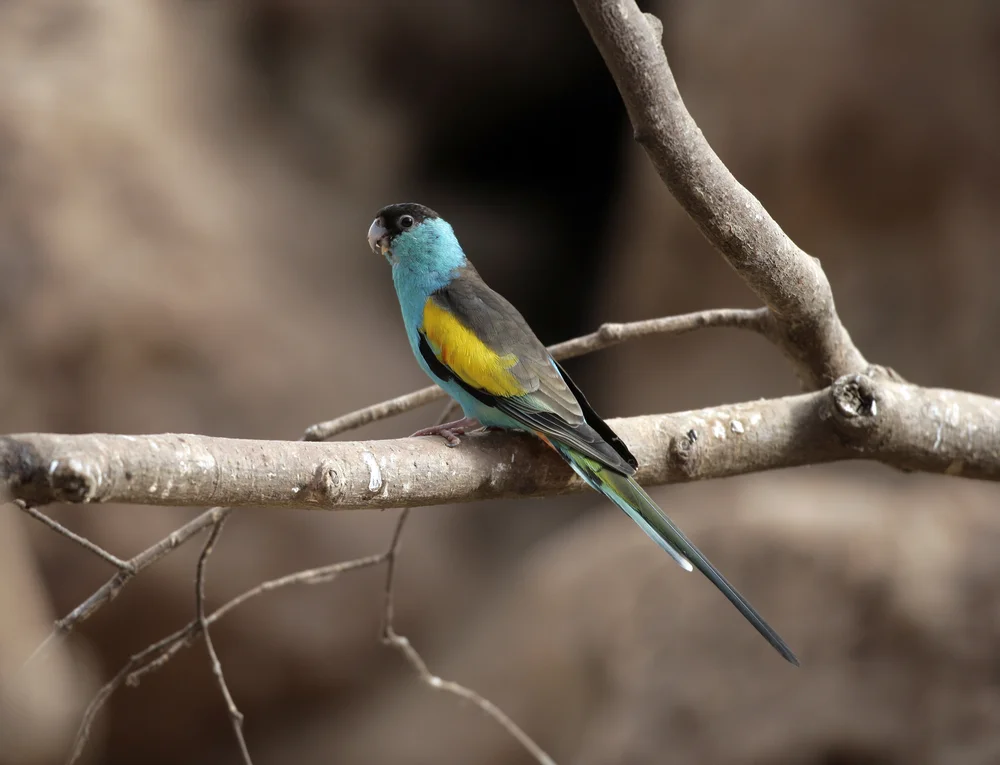 Hooded-Sittich (Psephotus dissimilis)