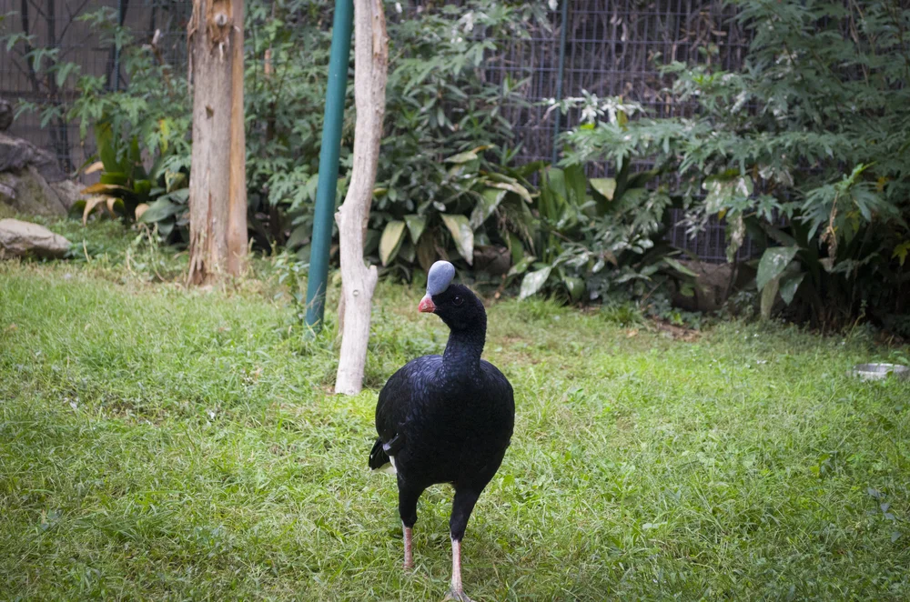 Horn-Guan (Pauxi unicornts)