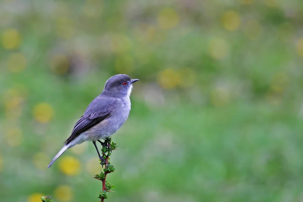 Hornkorallen-Riffbarsch (Xolmis rubetra)