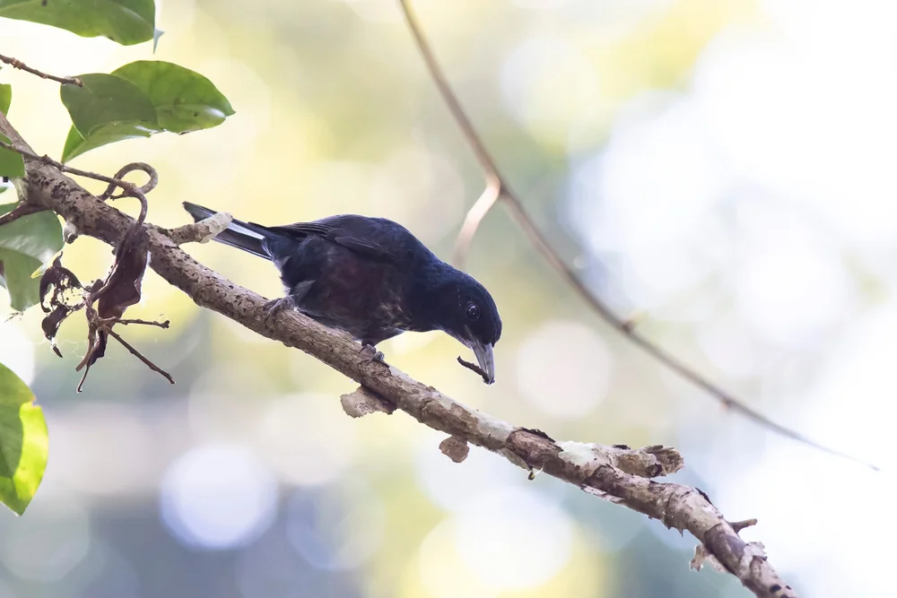 Hos’ Pirol (Oriolus hosii)
