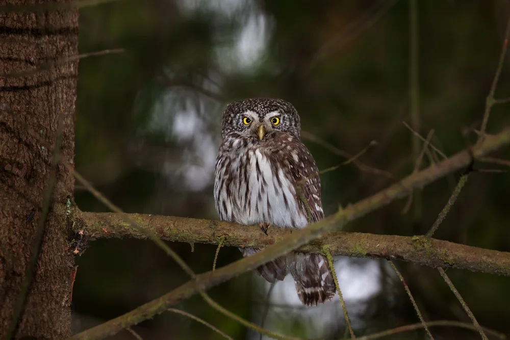 Hoskins Zwergkauz (Glaucidium hoskinsii)