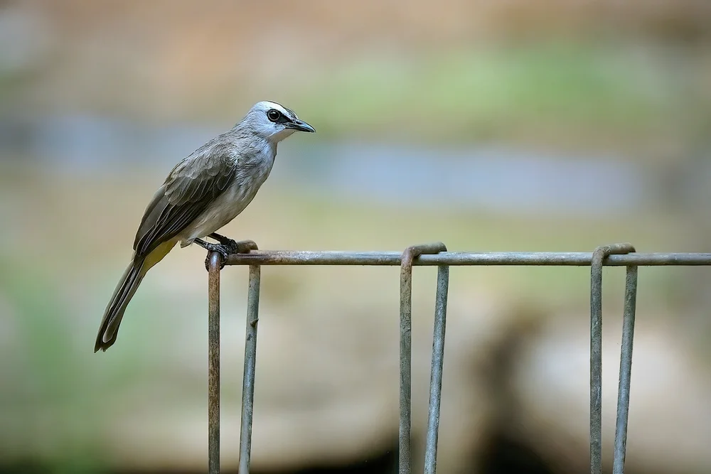 Hualon-Dickschnabeldrossel (Pycnonotus flaviventris)