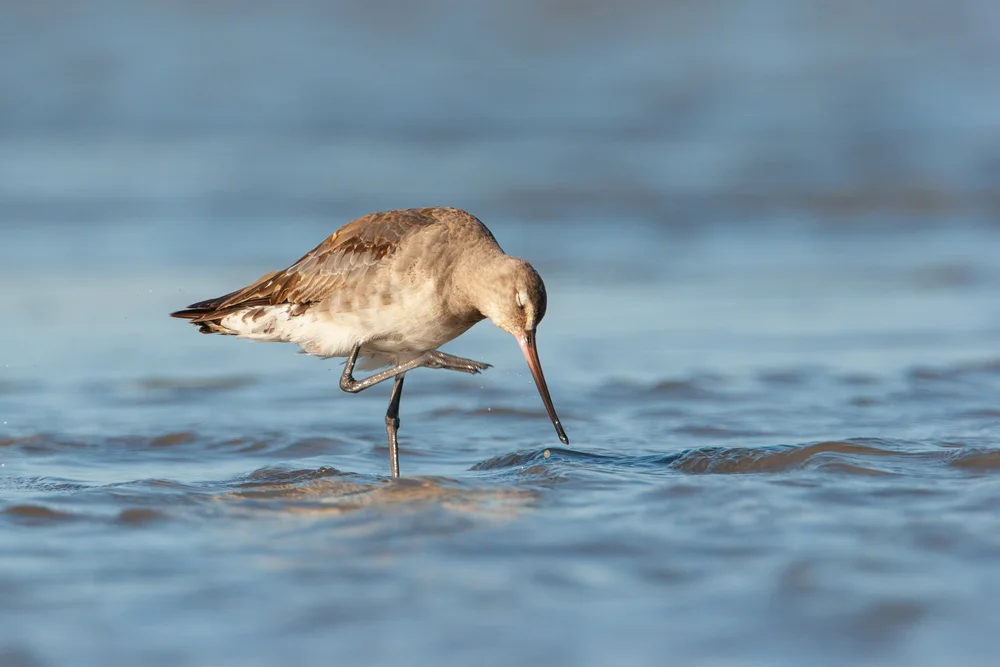 Hudsonufer-Schnepfe (Limosa haemastica)