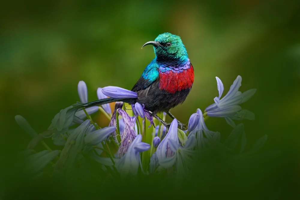Humblots Nektarvogel (Cinnyris humbloti)