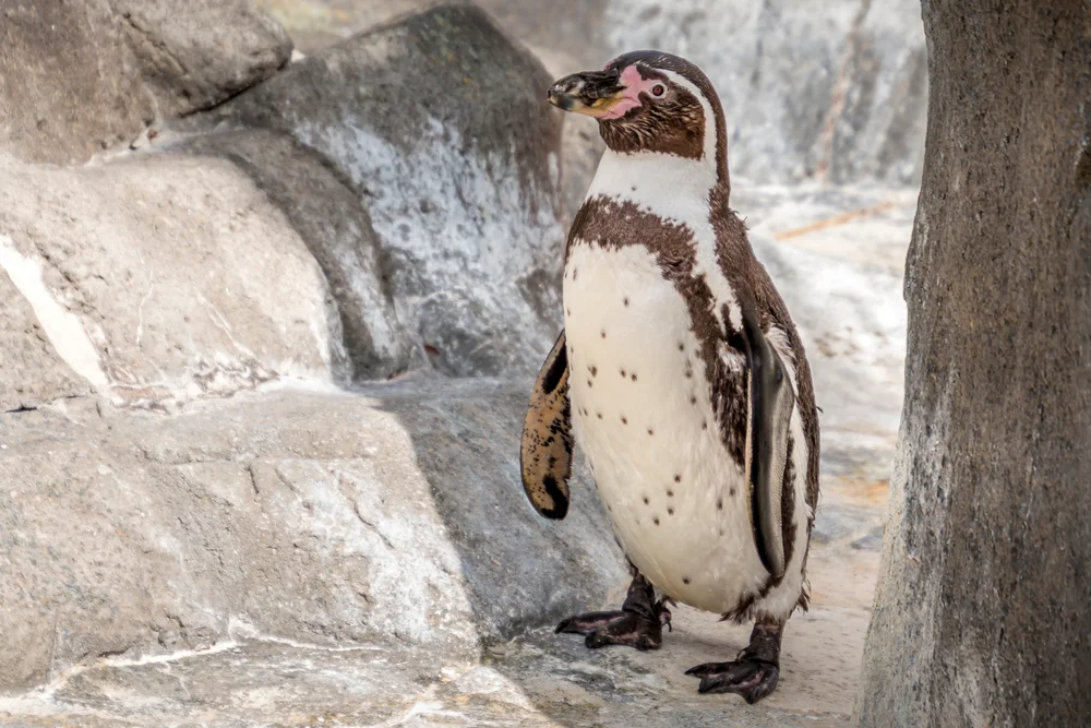 Humboldtpinguin (Spheniscus humboldti)