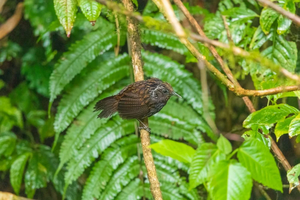 Humes Kurzflügel (Stachyris herberti)