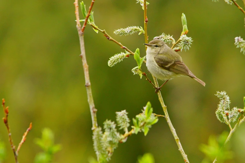 Humes Laubsänger (Phylloscopus humei)
