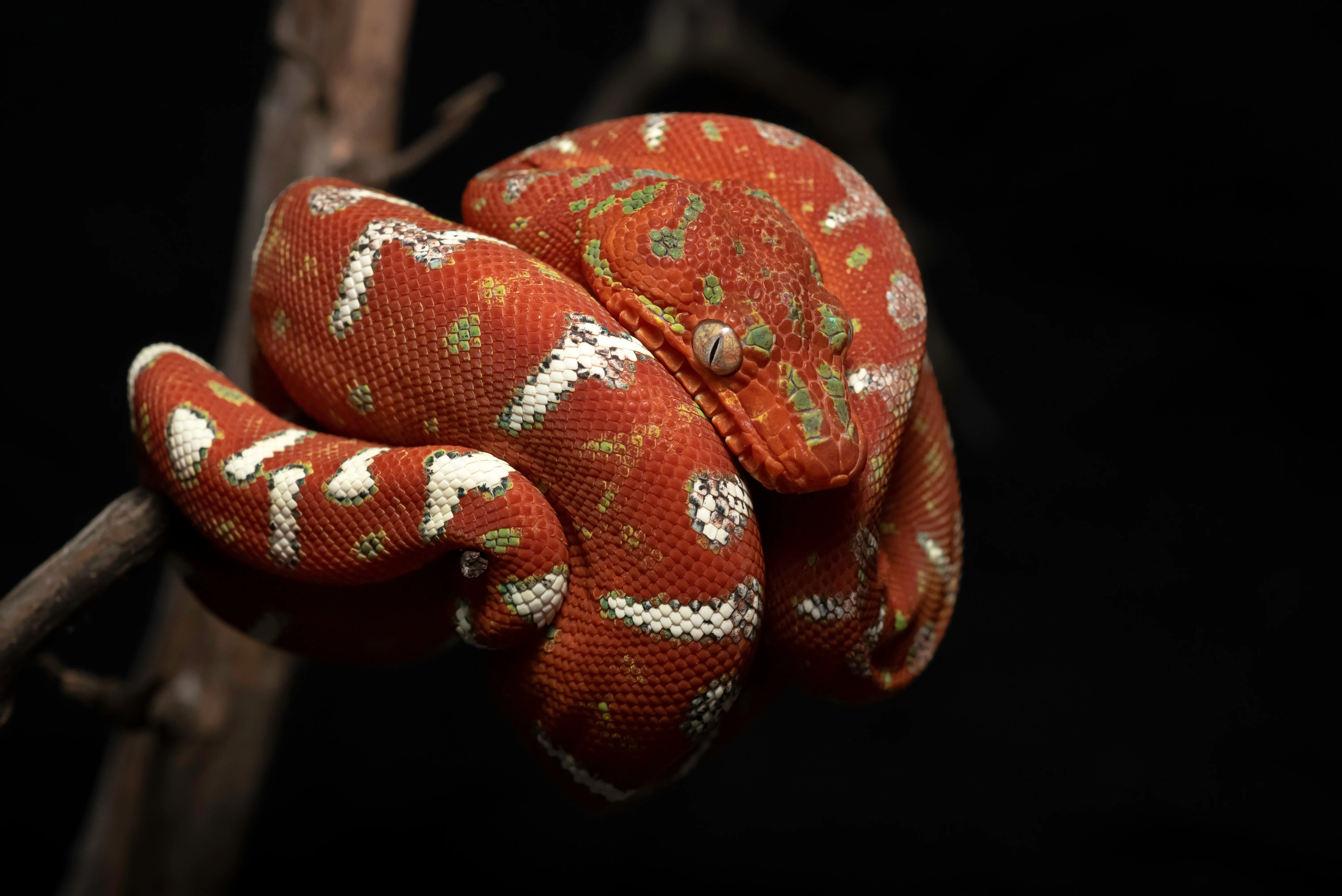 Hunds-Anakonda (Corallus caninus)