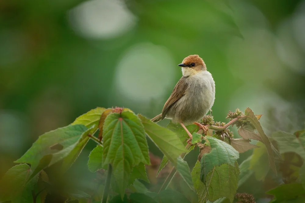 Hunters Cistensänger (Cisticola hunteri)