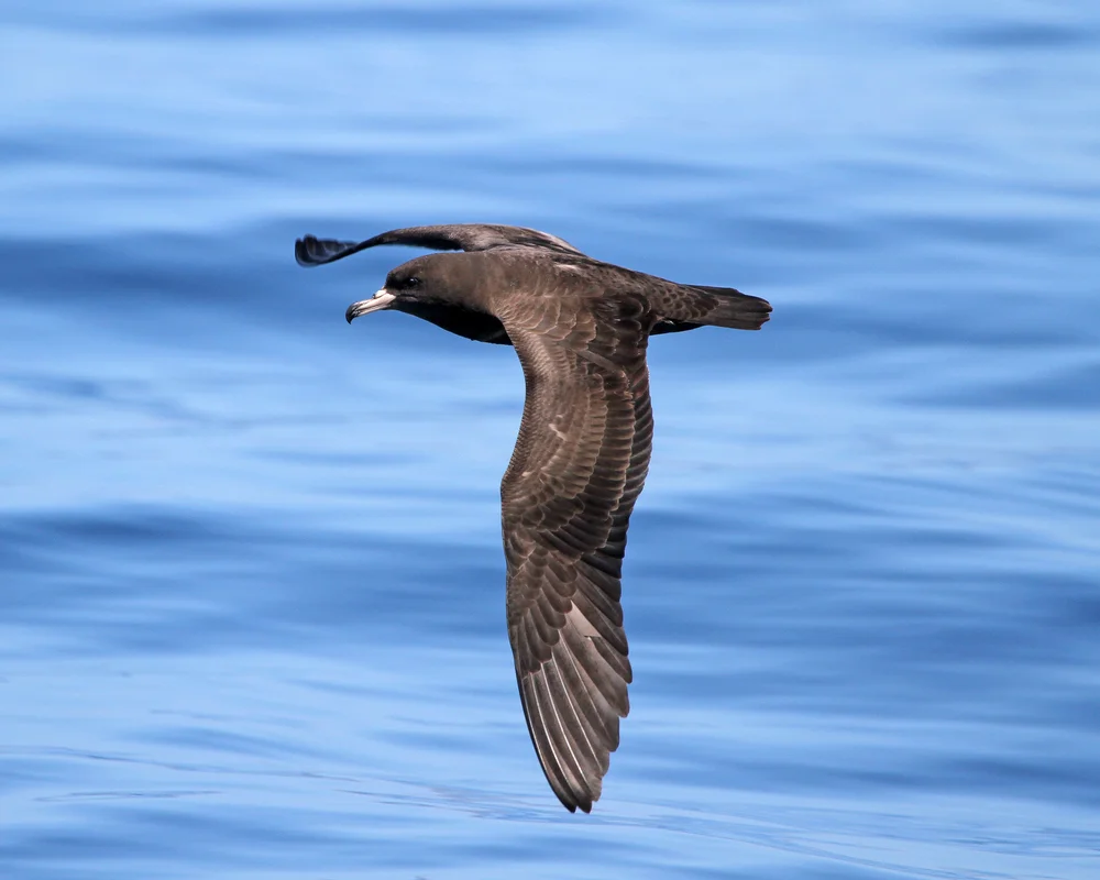 Huttons Sturmtaucher (Puffinus heinrothi)
