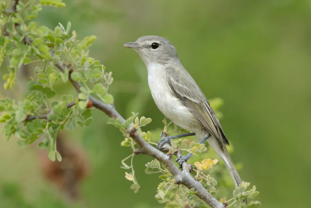 Huttons Waldsänger (Vireo caribaeus)