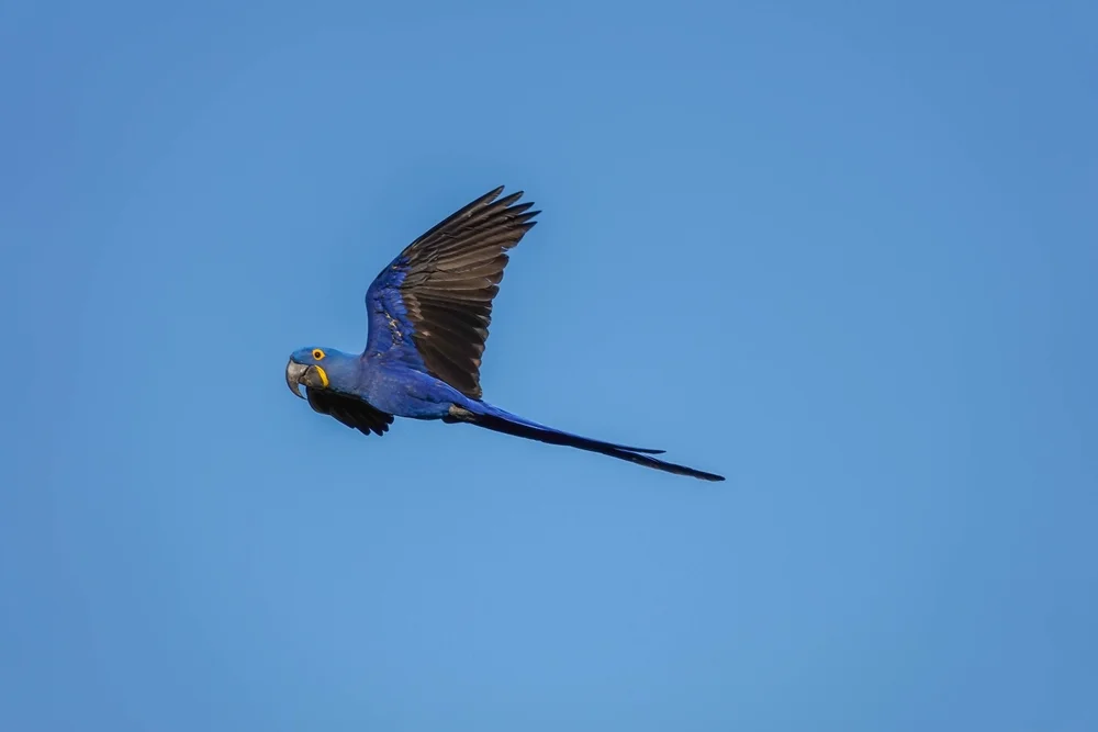 (Anodorhynchus hyacinthinus)