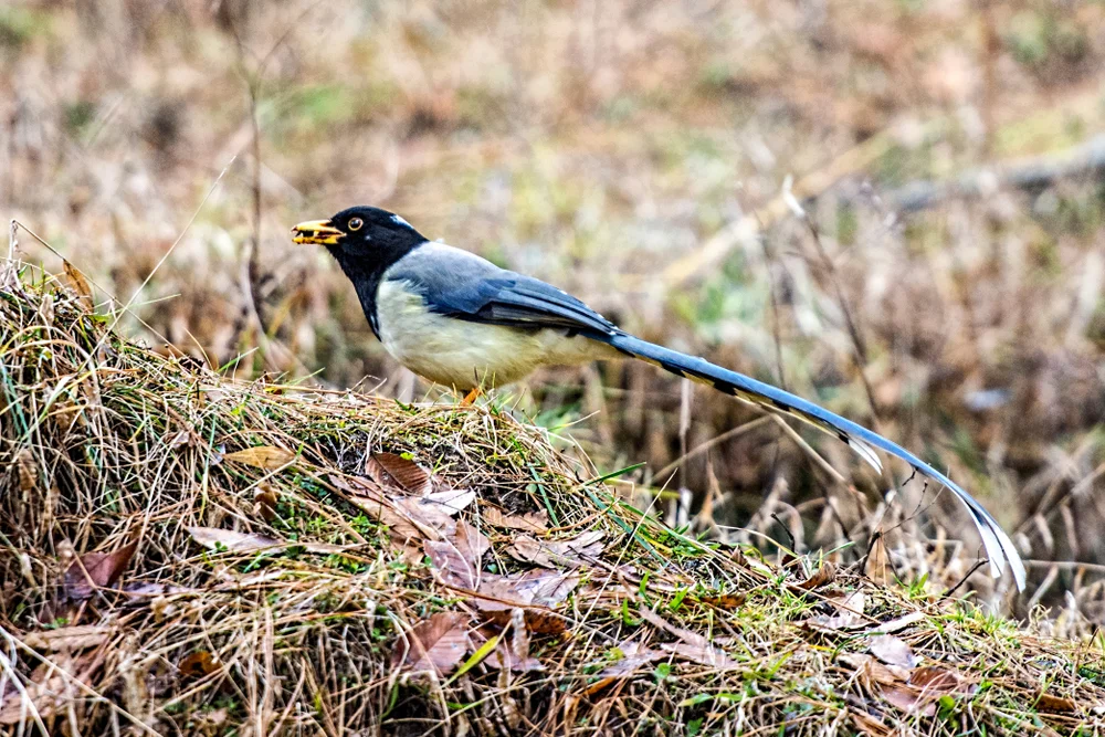 Hypocherina-Paradieswitwe (Vidua hypocherina)