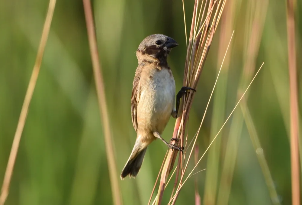 Iberá-Saatknospf (Sporophila iberaensis)