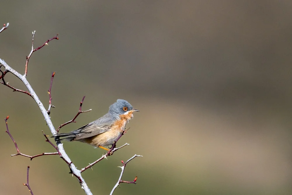 Iberische Grasmücke (Curruca iberiae)