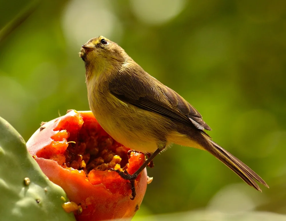 Iberischer Laubsänger (Phylloscopus ibericus)