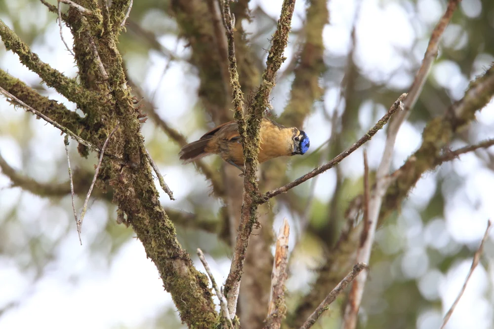 Ifrita (Ifrita kowaldi)