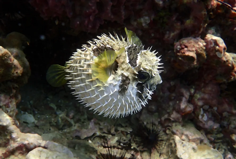 Igelfische (Igelfische)