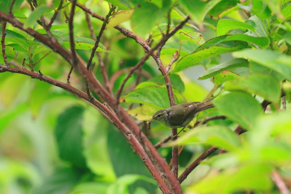 Ijima-Laubsänger (Phylloscopus ijimae)