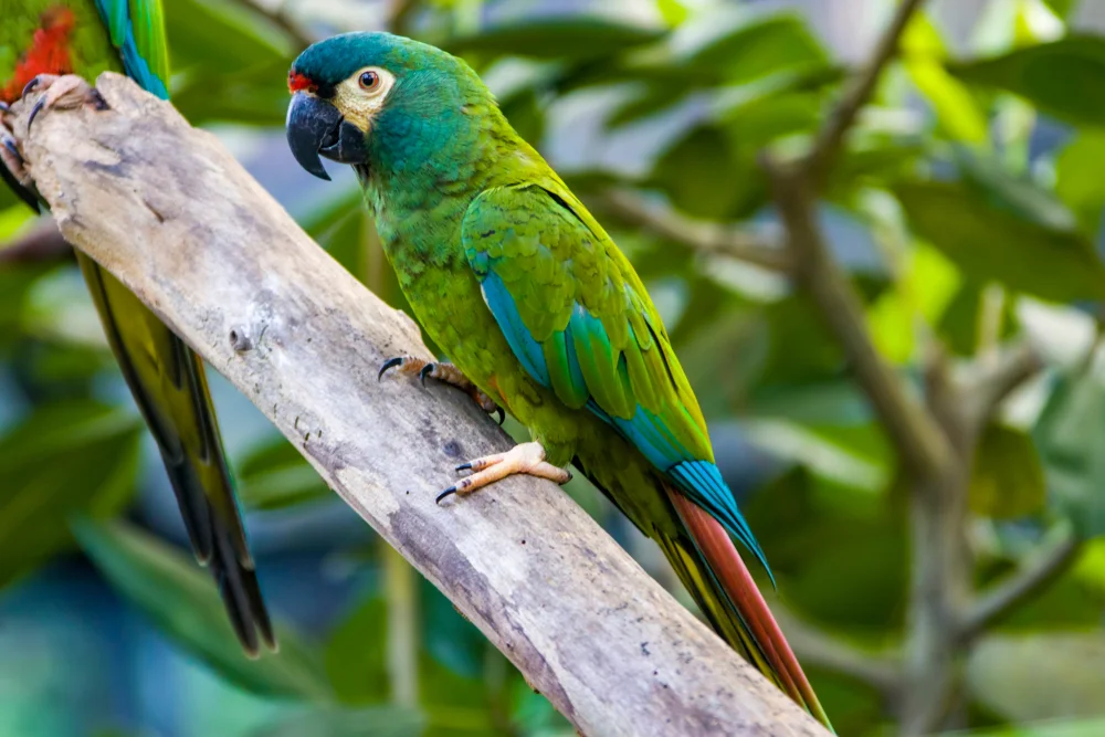 Illigers Arasittich (Primolius maracana)