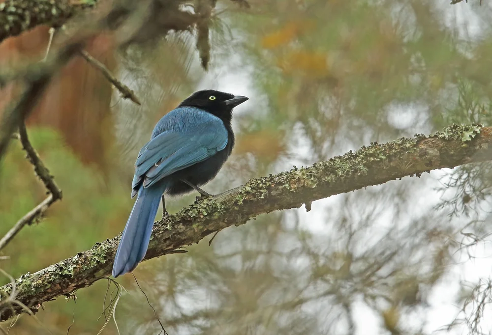 Indigo-Gaiskönig (Cyanocorax melanocyaneus)