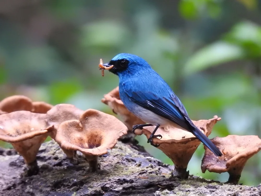 Indigofächerschwanz (Eumyias indigo)