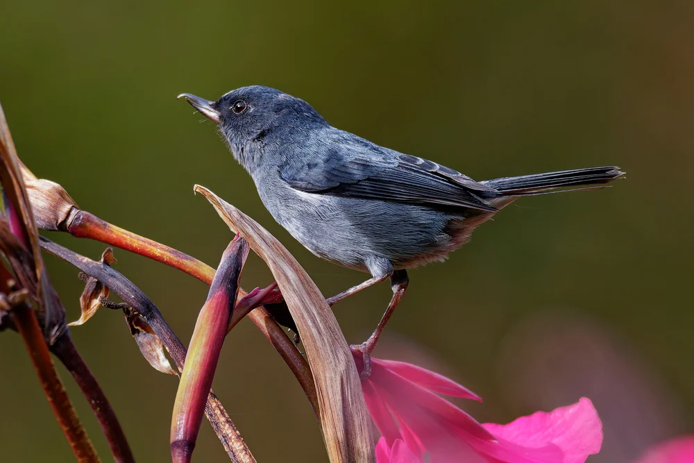 Indigofink (Diglossa indigotica)