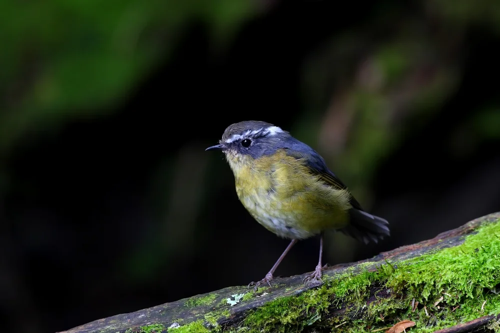 Indische Drossel (Tarsiger indicus)
