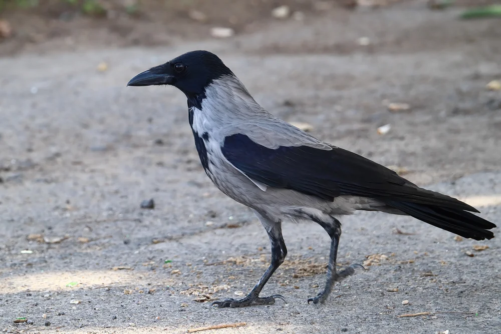 Indische Hauskrähe (Corvus splendens)
