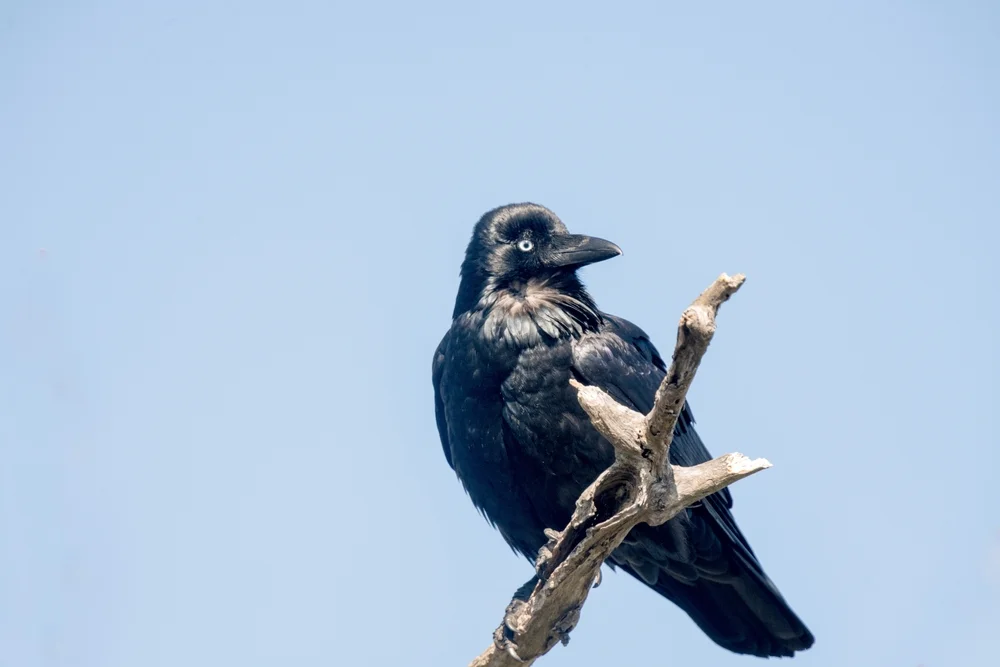 Indische Krähe (Corvus coronoides)