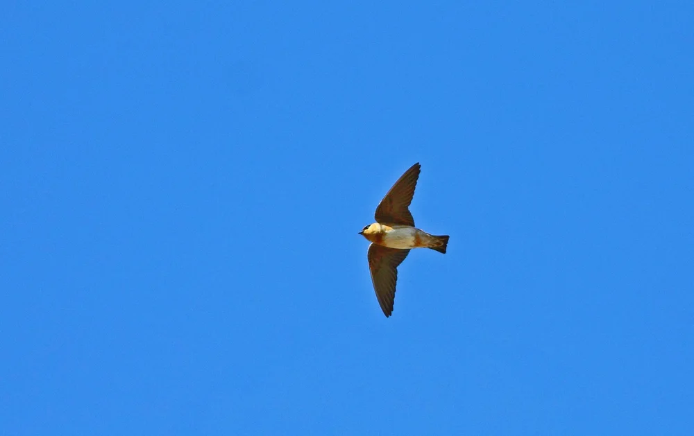 Indische Rötelschwalbe (Petrochelidon spilodera)