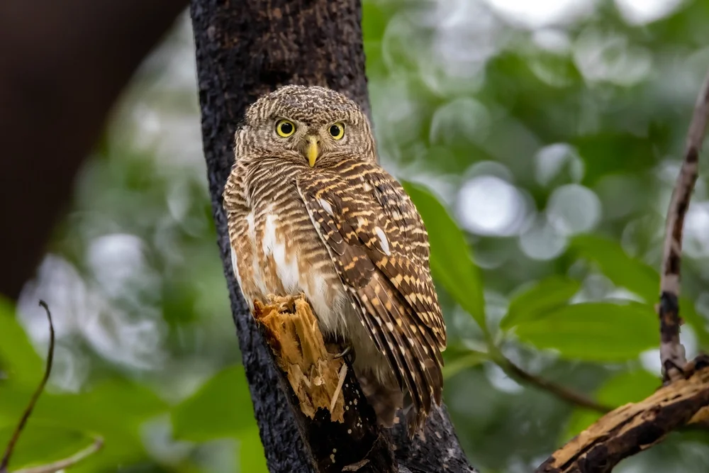 Indische Zwergohreule (Athene blewitti)