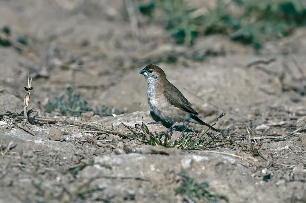 Indischer Berg-Madenhacker (Euodice malabarica)