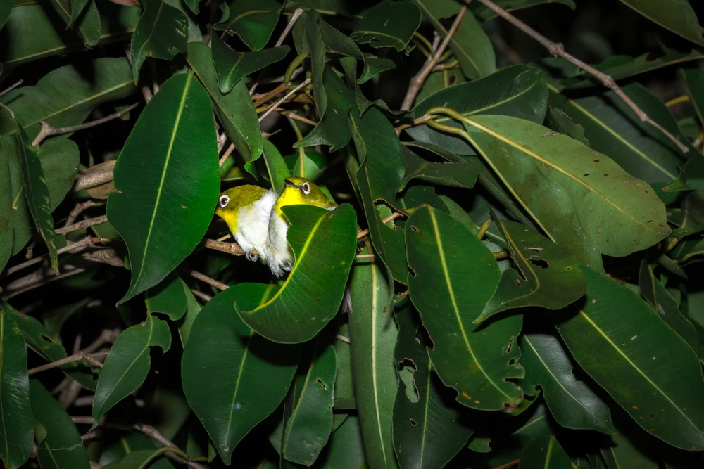 Indischer Brillenvogel (Zosterops maderaspatanus)