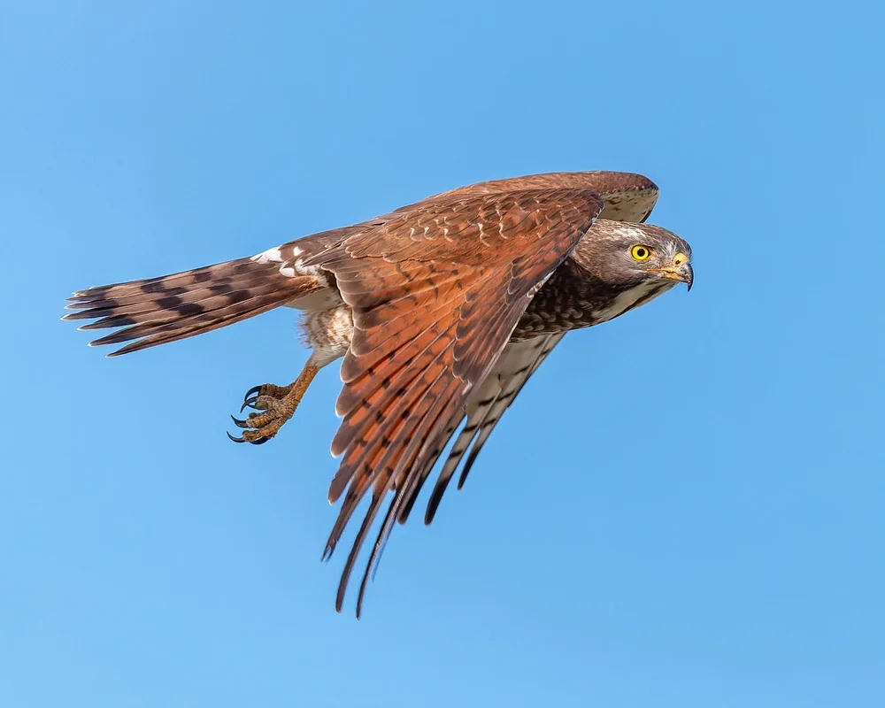 Indischer Bussard (Butastur indicus)