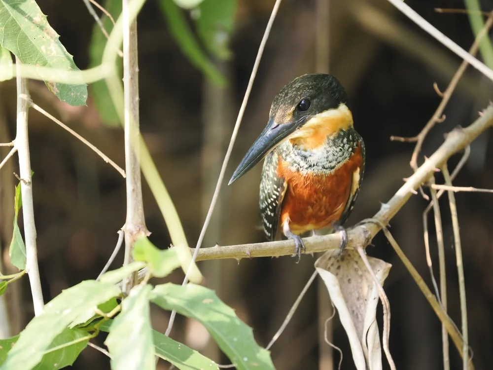 Indischer Eisvogel (Chloroceryle inda)