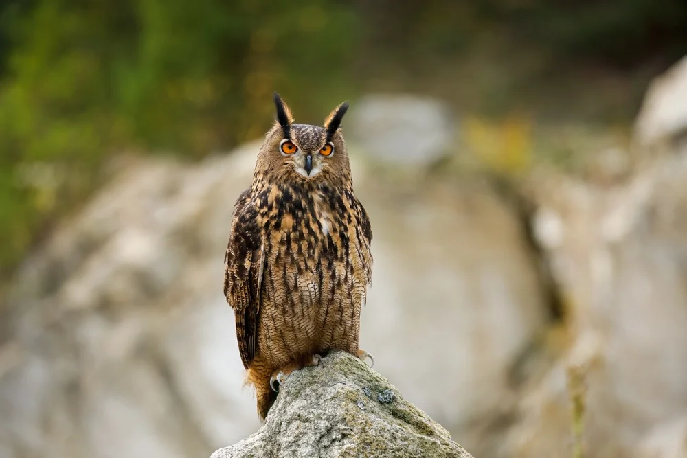 Indischer Fischuhu (Bubo coromandus)